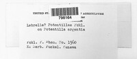 Labrella potentillae image